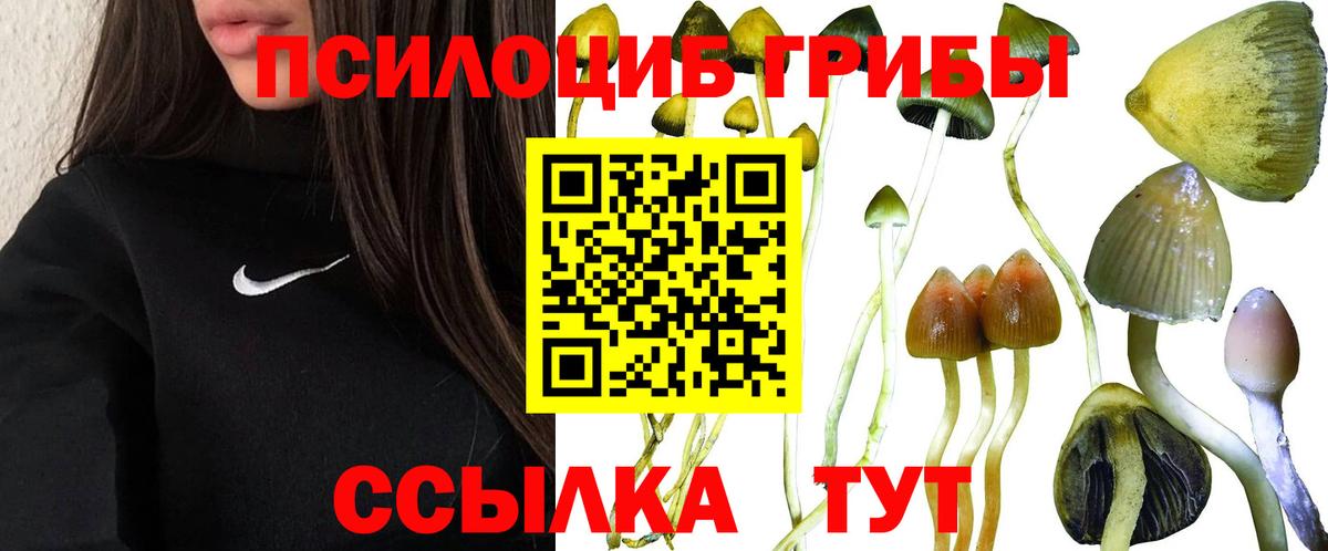 Галлюциногенные грибы Psilocybe Ревда